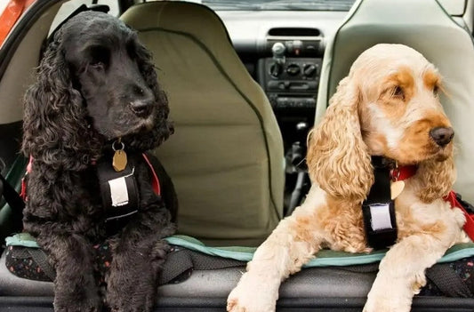 The Hidden Dangers of Letting Your Dog Roam Freely in the Car